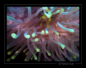 Anemone in soft colors - Egypt - Lumix FX01 by Patrick Tutt 